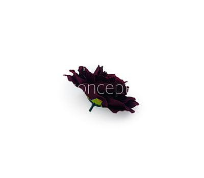 Maroon Moutan Peony Maroon Moutan Peony