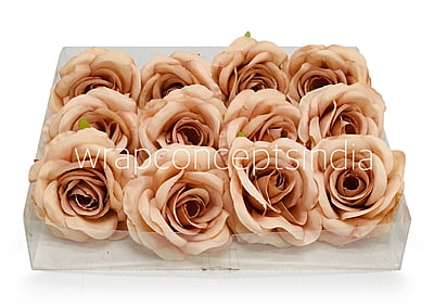 Cantaloupe Rose