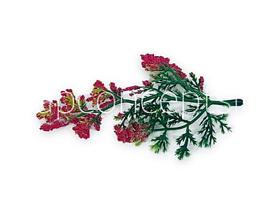 Green Fern Leaves with Strawberry Edges Green Fern Leaves with Strawberry Edges