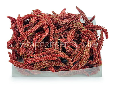 Red Fir Leaves Red Fir Leaves