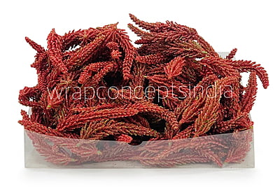 Red Fir Leaves Red Fir Leaves