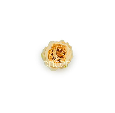Cream Yellow Peonies Cream Yellow Peonies
