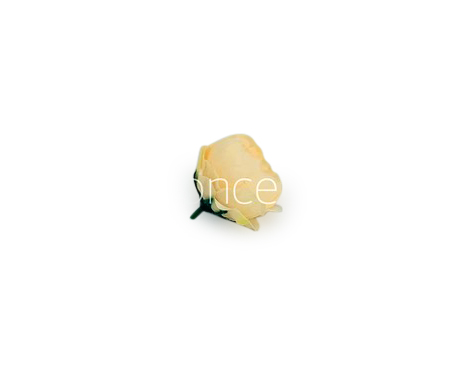 Cream Yellow Peonies Cream Yellow Peonies