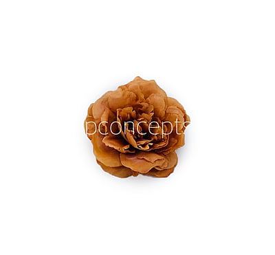 Cherry Wood Moutan Peony Cherry Wood Moutan Peony