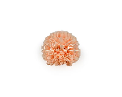 Carnation - Peach