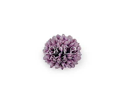 Carnation - Lavender Carnation - Lavender