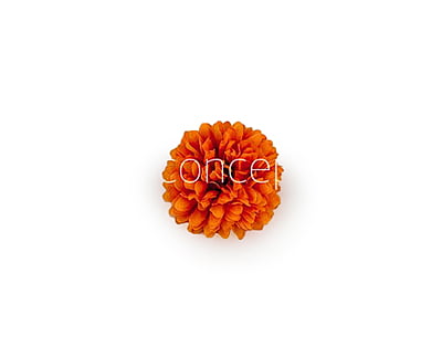 Carnation - Orange