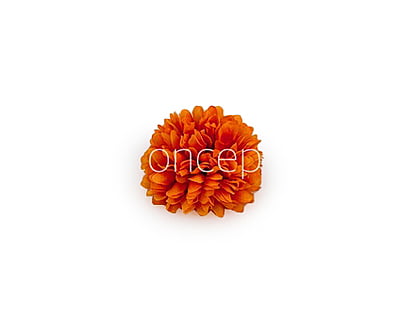 Carnation - Orange