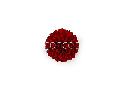Carnation - Deep Red
