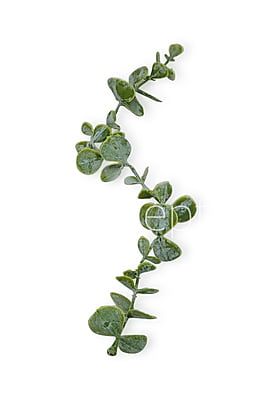 Light Green Long Eucalyptus Leaves