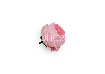 Baby Pink Peonies