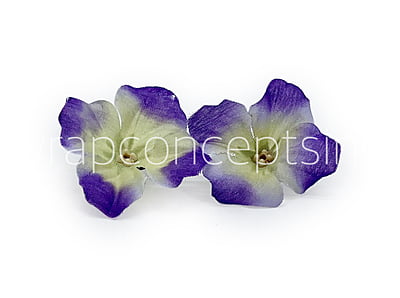 Purple & Cream Shaded Hydrangea Flowers Purple & Cream Shaded Hydrangea Flowers
