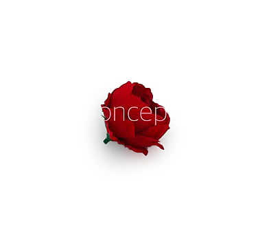 Red Peonies