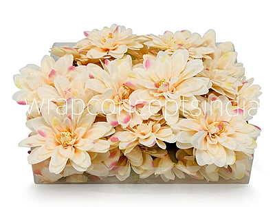 Butter Cream with hints of Pink Dahlias Butter Cream with hints of Pink Dahlias