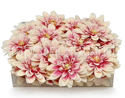 Salmon with Pink Dahlias Salmon with Pink Dahlias