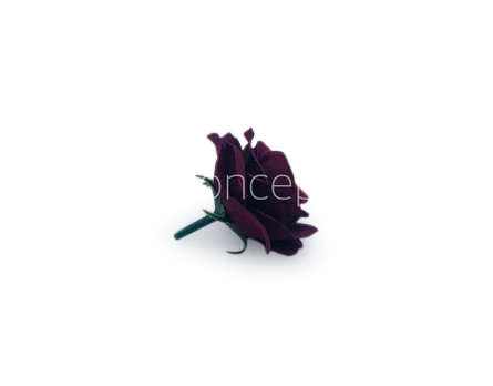 Maroon Rose Flower