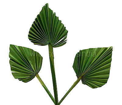 Bright Green Palm Spear - Big/Small Bright Green Palm Spear - Big/Small