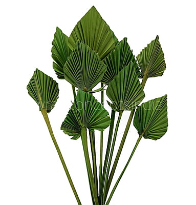 Bright Green Palm Spear - Big/Small