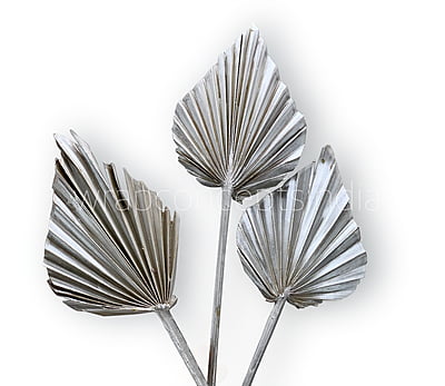 Champagne Palm Spear - Big/Small-Big Champagne Palm Spear - Big/Small-Big