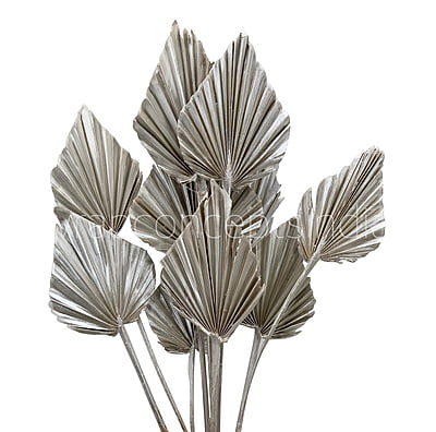 Champagne Palm Spear - Big/Small-Big