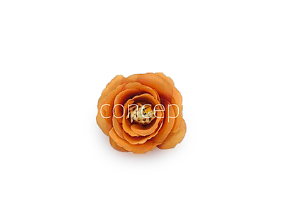 Tangerine Rose Flower Tangerine Rose Flower