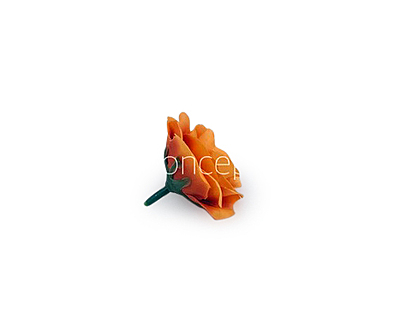 Tangerine Rose Flower Tangerine Rose Flower