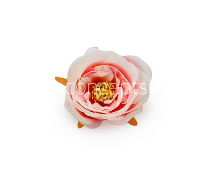 Camellia Flower - Peach with Pink Camellia Flower - Peach with Pink