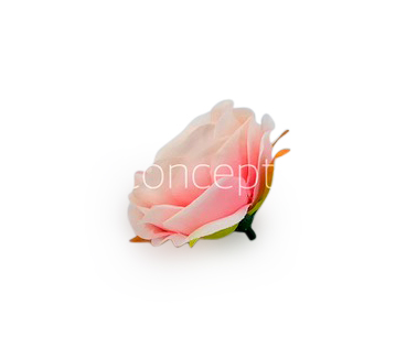 Camellia Flower - Peach with Pink Camellia Flower - Peach with Pink