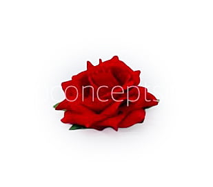 Rose With Leaves - Red Rose With Leaves - Red