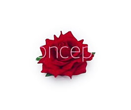 Rose With Leaves - Red Rose With Leaves - Red