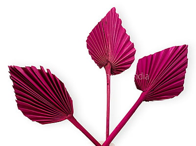 Fuchsia Pink Palm Spear - Big/Small Fuchsia Pink Palm Spear - Big/Small