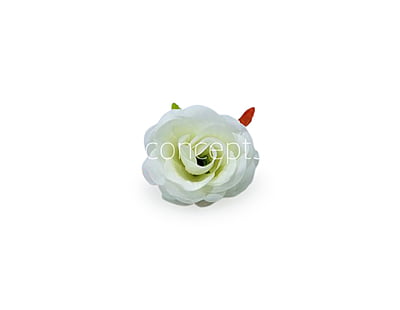 Rose - White