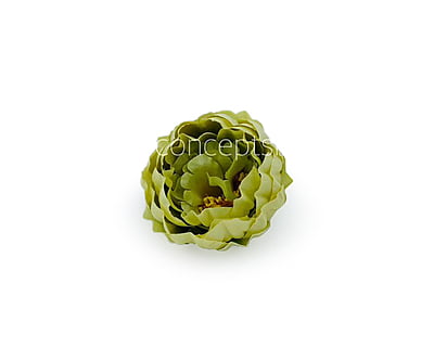 Sage Green Peony