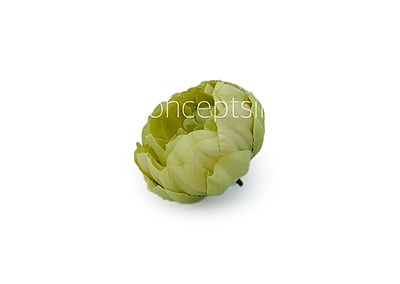 Sage Green Peony