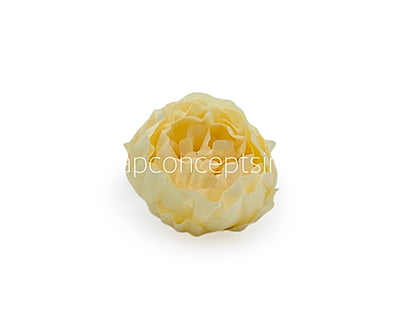Corn Peony