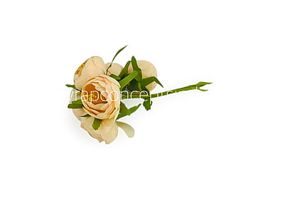 Peonies On Stick-Cream Peonies On Stick-Cream