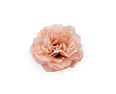 Apricot Moutan Peony Apricot Moutan Peony