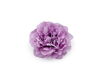 Mauve Moutan Peony Mauve Moutan Peony
