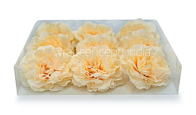 Champagne Moutan Peony Champagne Moutan Peony
