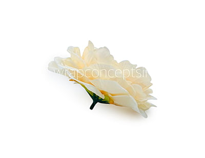 Champagne Moutan Peony Champagne Moutan Peony