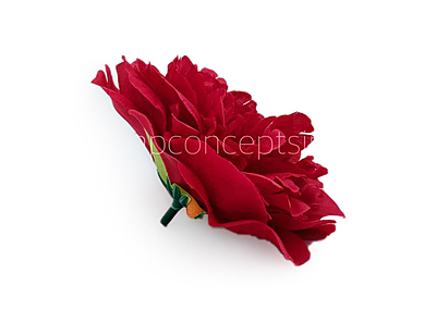 Cherry Red Moutan Peony Cherry Red Moutan Peony