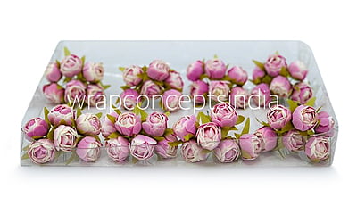 White & Lilac Close Peony