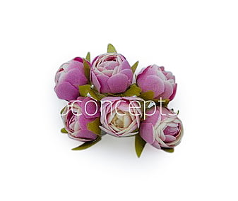 White & Lilac Close Peony