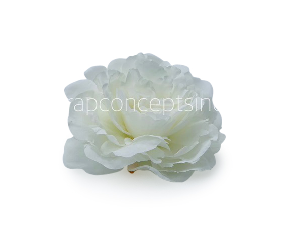 White Moutan Peony White Moutan Peony