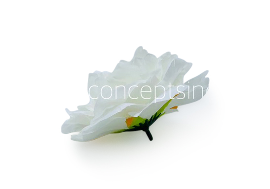 White Moutan Peony White Moutan Peony