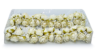 Ivory Close Peony Ivory Close Peony