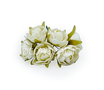 Ivory Close Peony Ivory Close Peony