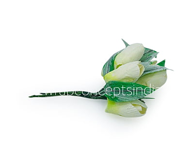 Straw Tulip Buds on Stick