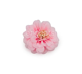 Dahlia Flower - Baby Pink