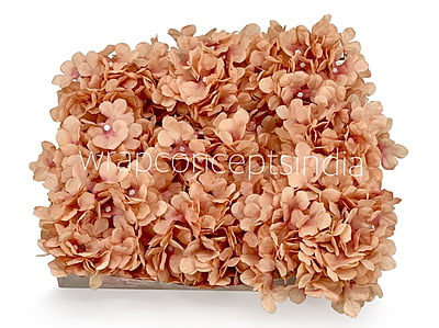 Cantaloupe Hydrangeas Cantaloupe Hydrangeas